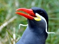 Inca Tern