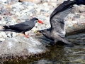 Inca Tern