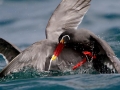 Inca Tern