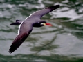 Inca Tern