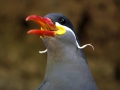Inca Tern