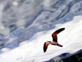 Inca Tern