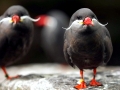 Inca Tern