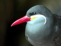 Inca Tern
