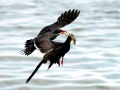 Inca Tern