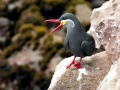 Inca Tern