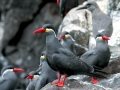 Inca Tern