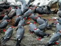 Inca Tern