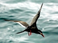 Inca Tern