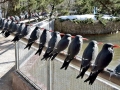 Inca Tern