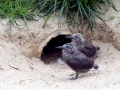 Inca Tern