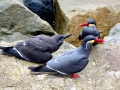 Inca Tern