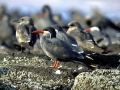 Inca Tern