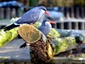 Inca Tern