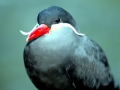 Inca Tern