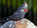 Inca Tern