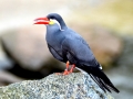 Inca Tern