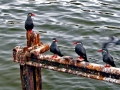 Inca Tern