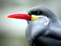 Inca Tern