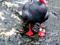 Inca Tern