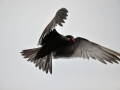 Inca Tern