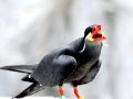 Inca Tern