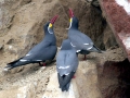 Inca Tern
