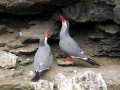 Inca Tern