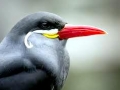 Inca Tern