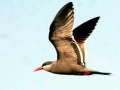 Inca Tern