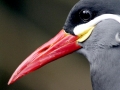 Inca Tern