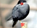 Inca Tern