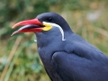 Inca Tern