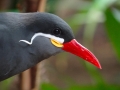 Inca Tern