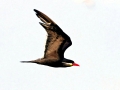 Inca Tern