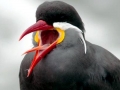 Inca Tern