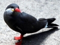 Inca Tern