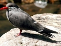 Inca Tern