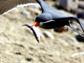 Inca Tern