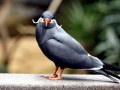 Inca Tern