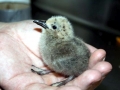 Inca Tern