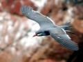 Inca Tern