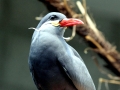 Inca Tern