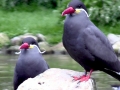 Inca Tern