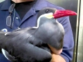 Inca Tern