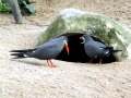 Inca Tern