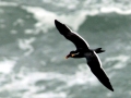 Inca Tern
