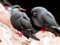 Inca Tern