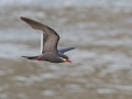 Inca Tern