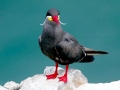 Inca Tern